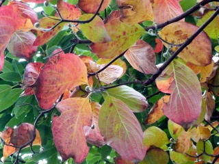 file0001.jpg