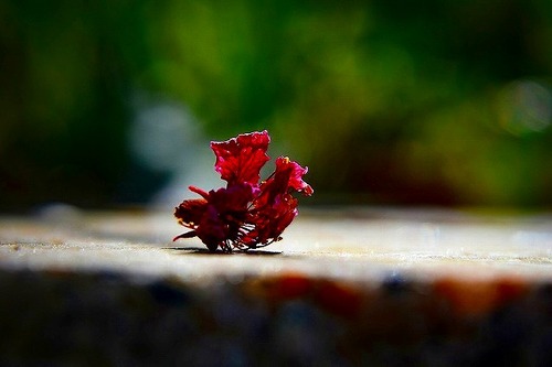 s-s-s-_DSC5234-2