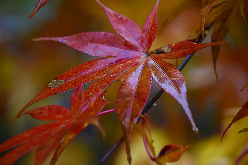 s-_DSC1805-2