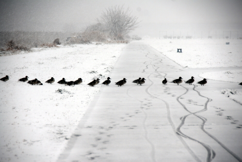 dsc_0007.jpg