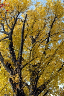 dsc_0007.jpg