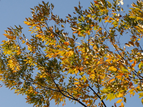 dsc_0003.jpg