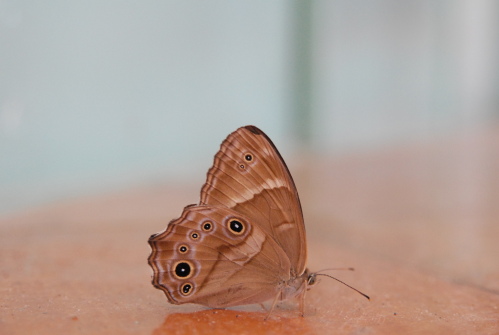 dsc_0005.jpg