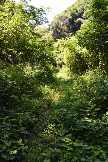 s-_DSC0410