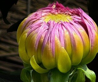 IMG_1164-2