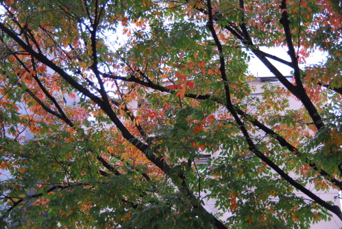 dsc_0015.jpg