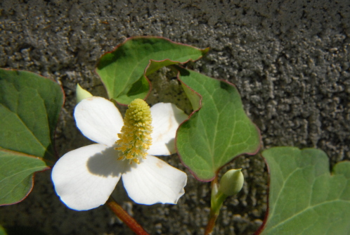 dsc_0017.jpg