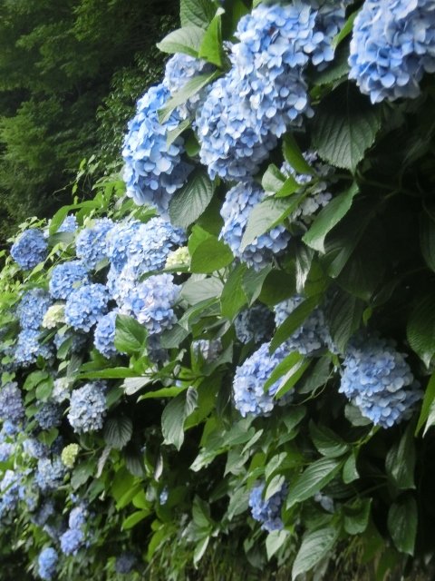CIMG8051 (480x640)