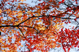 dsc_0003.jpg