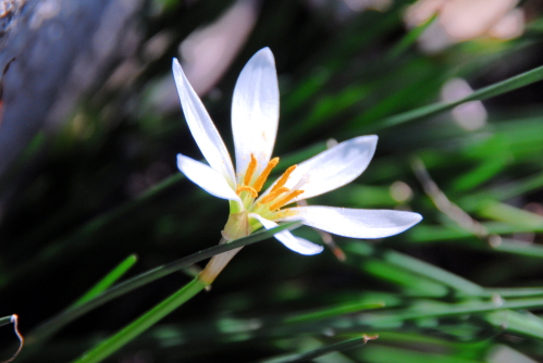 dsc_0008.jpg