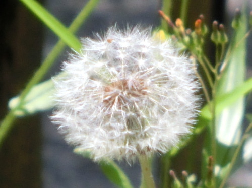 CIMG0007