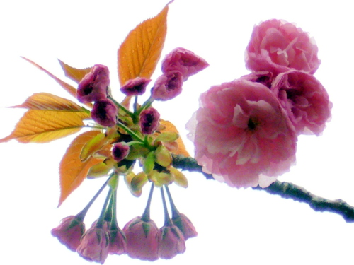 FILE0012.jpg