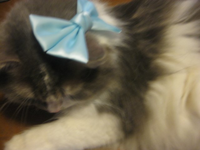 osyare_CAT