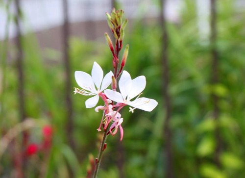5c