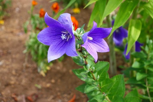 8c