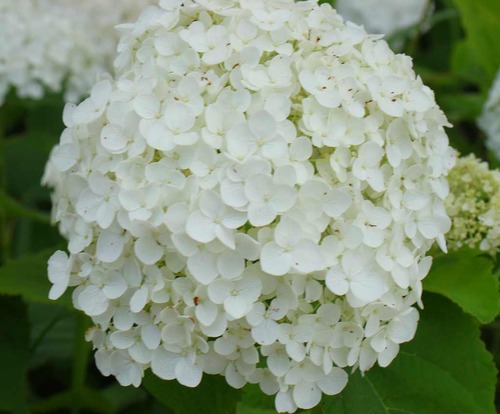6c