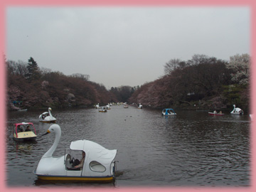 hanami2007-011.jpg