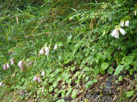 dscf0027.jpg