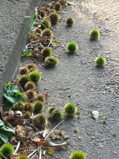 p1060271.jpg