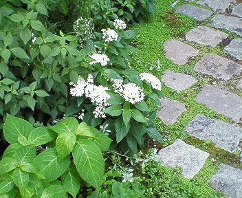 nec_0242.jpg