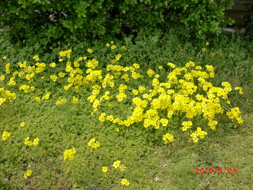 CIMG5636