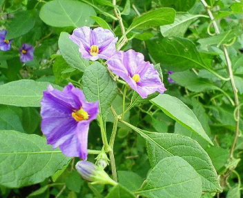 nec_0352.jpg