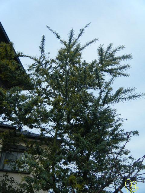 dscf2965.jpg