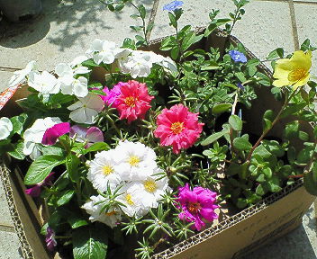 nec_0210.jpg