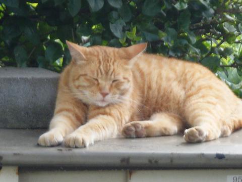 dscf0051.jpg