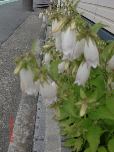 CIMG6483