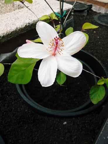 img20080529_1.jpg