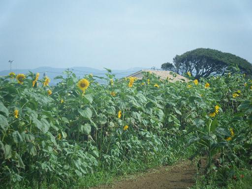 dscf0502.jpg