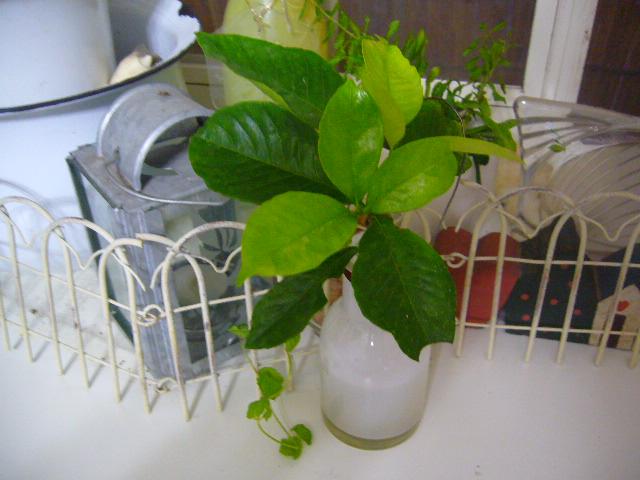 p1020568.jpg