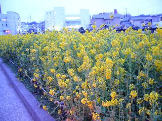 P1010135.jpg