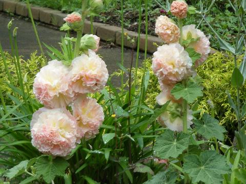 dscf0031.jpg