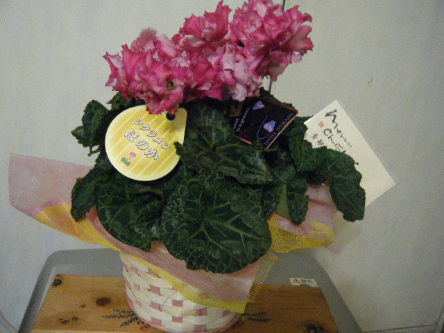 dscf2397_1.jpg
