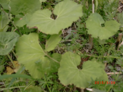 CIMG5646