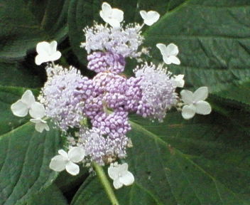 nec_0278.jpg
