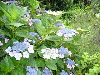 p1020105.jpg