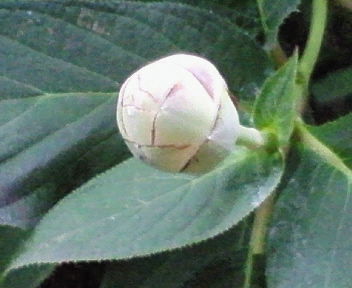 nec_0277.jpg