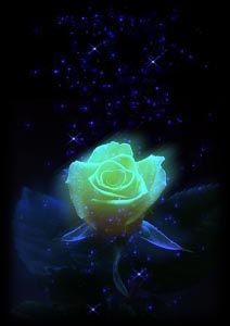 rose1.jpg