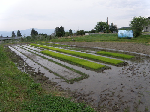 P5300954