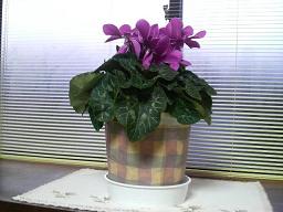 img20081128.jpg