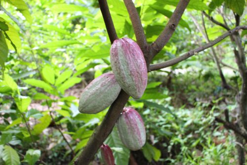 cacao1