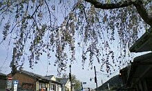 img20090501.jpg