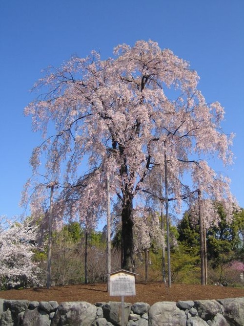 京都 東寺 043