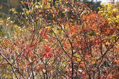 img_2956.jpg