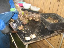 img20090804_5.jpg