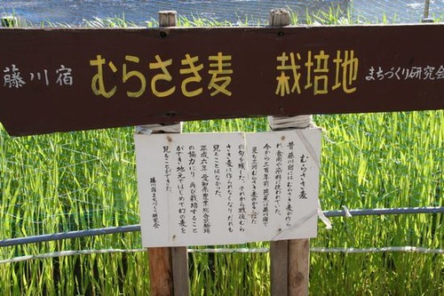 IMG_0173 東海道筋でみた紫麦の畑