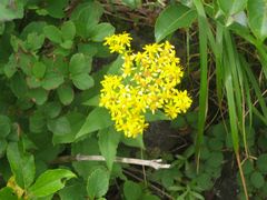 img20090911_7.jpg